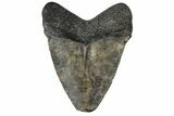 Juvenile Megalodon Tooth - South Carolina #168954-1